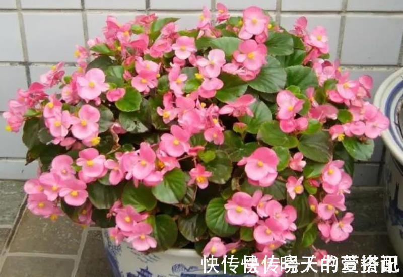 阳台养花推荐这5种,漂亮好养特能开,花期长达300天,适合新手