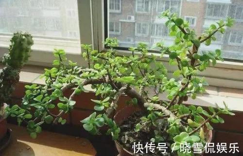 修剪|八月养金枝玉叶,激活“三开关”,窜出八爪根,次年长成苍劲老桩