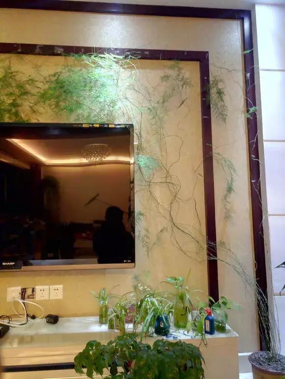 满天花板|文竹喂2种“大补药”，叶子不发黄，呼呼爬满天花板！