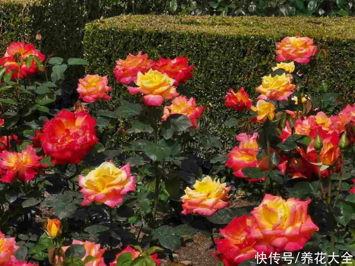 4种花一旦入了品种坑，钱包一天比一天薄，根本出不了坑