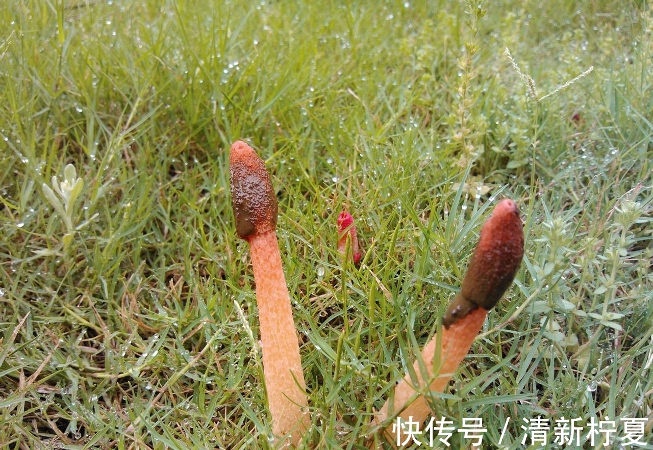 腐殖质|它便是“红鬼笔”,竹林遇见,请您尽量绕开,别踩到了