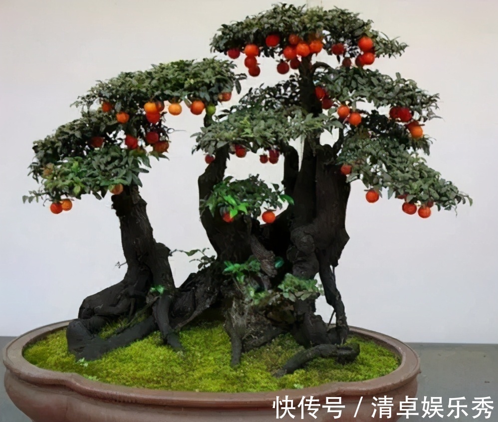 桂花树|家门口种3棵树,家财就常驻,旺宅又养人,富贵人家都养了