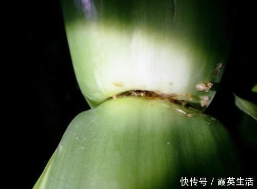 啤酒|君子兰风信子夹箭不开花,简单1招,把花拽出来!