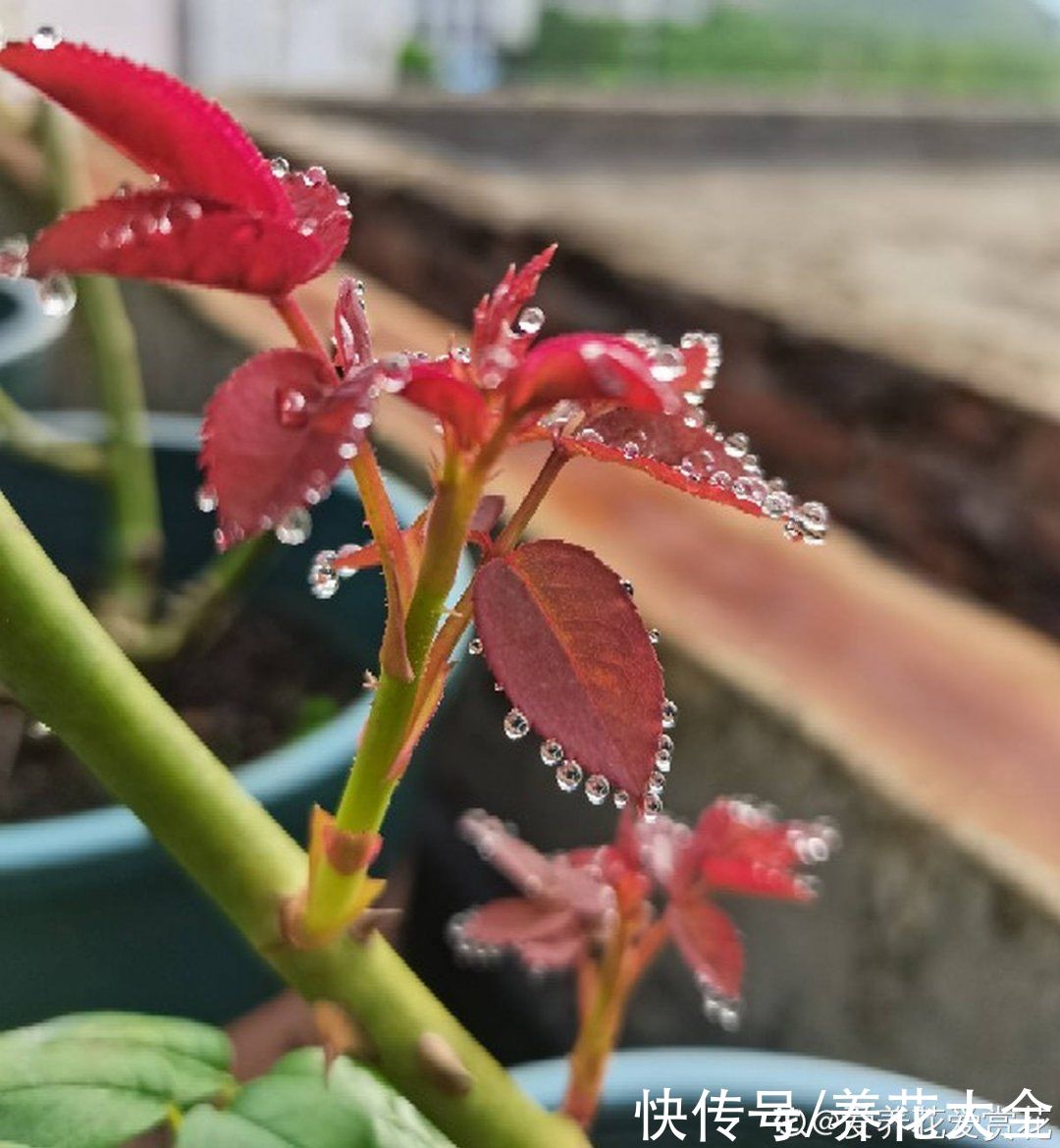 叶子|绿萝叶子“吐”水珠，恭喜你，养出了最佳状态