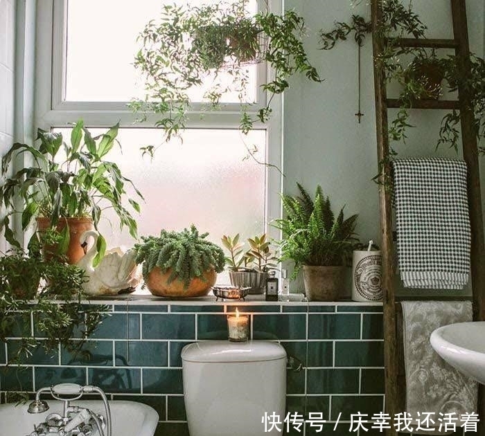 媳妇儿,你把卫生间都种成了花园,人家都不好意思在里面蹲坑了!