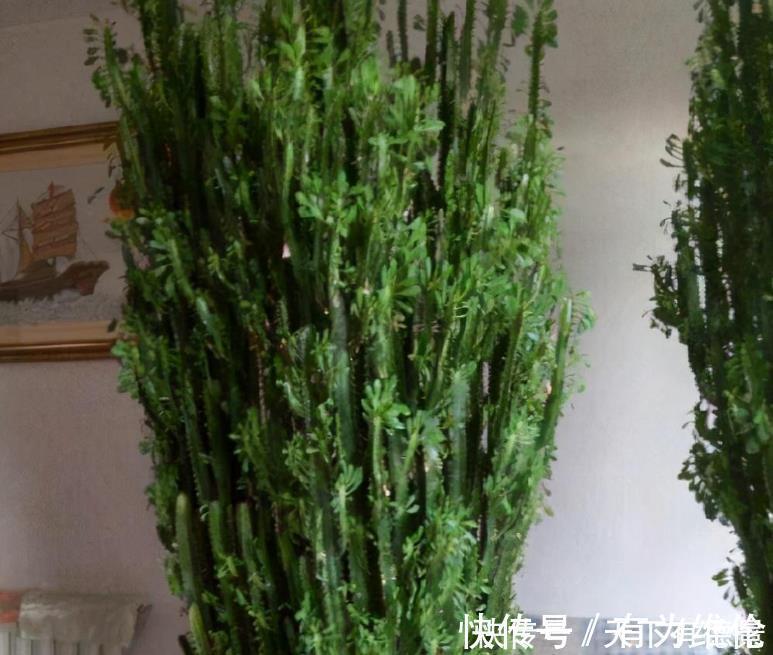 此花浑身带刺，室内养一盆辟邪，养在客厅能窜2米高，大气！