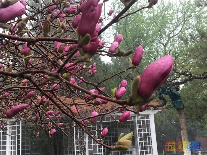 花海！梅花、玉兰、海棠、杏花，你要的醉人春色都藏在北京这座公园里！