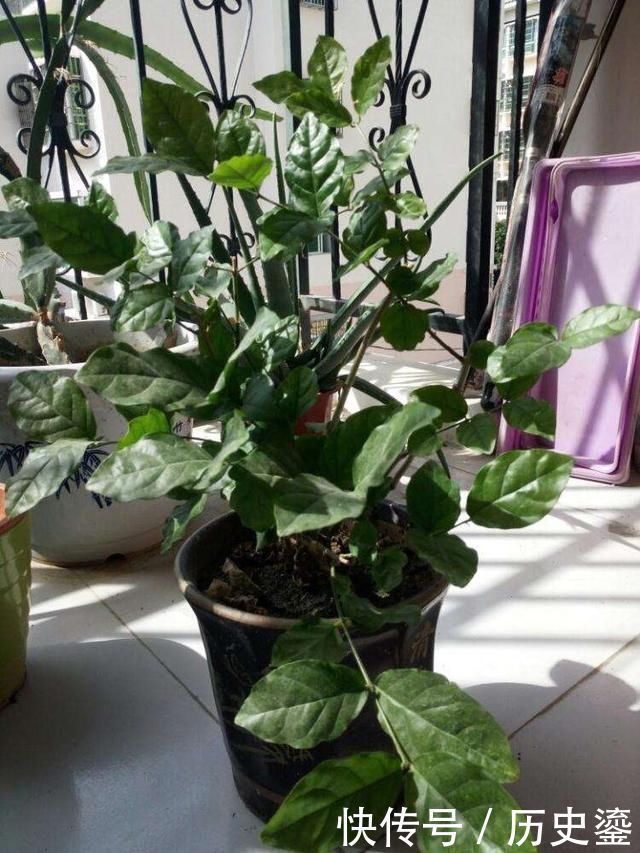 夏季|夏季养茉莉最合适,刚回家这样处理,不枯萎花量翻倍