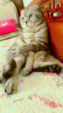 |搞笑GIF:妹子放开那个墙,有什么事冲我来!