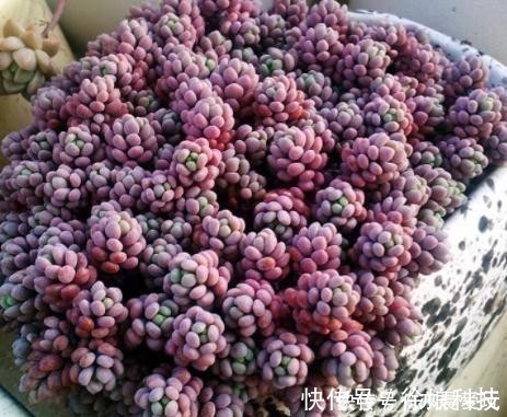 厚叶草属|4种多肉是“美人”，虽然是普货，但是好养活，老桩出状态更美！