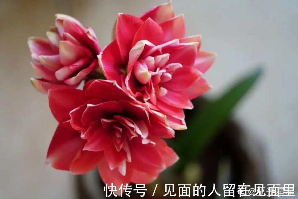 土朱|朱顶红埋土里,如何能年年开花,球变大、变多?