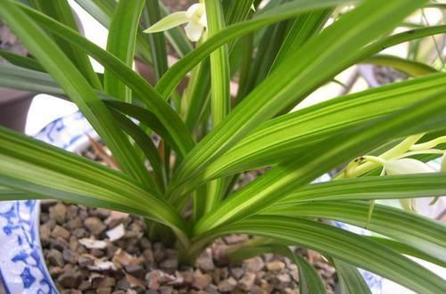  浓郁|它是建兰第一素心，还是线艺兰珍品，绿杆绿花，香味浓郁还好养