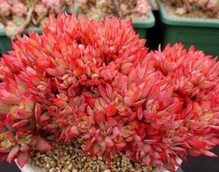 6种经典的普货多肉,新手也能养出好状态,冬天越晒叶片越美