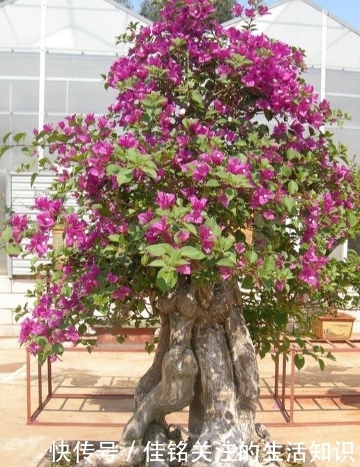 三角梅|三角梅有“三怕”,避开安全度夏,冒新芽齐开花,养成盆景小老桩