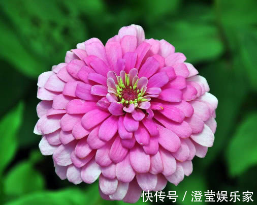 盆栽|百日菊怎么养更艳丽教你3个小妙招,养出绚丽多彩的百日菊