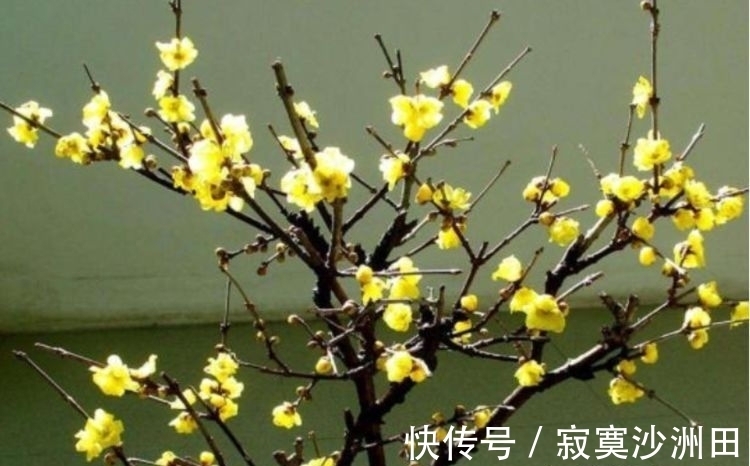 好养|此款花卉便宜又好养,丢到阳台,四季有花开,一养就上瘾!