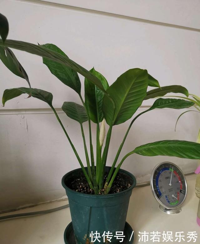 富贵竹|旺财旺运的5种盆栽，好看好养，放家里一盆不吃亏