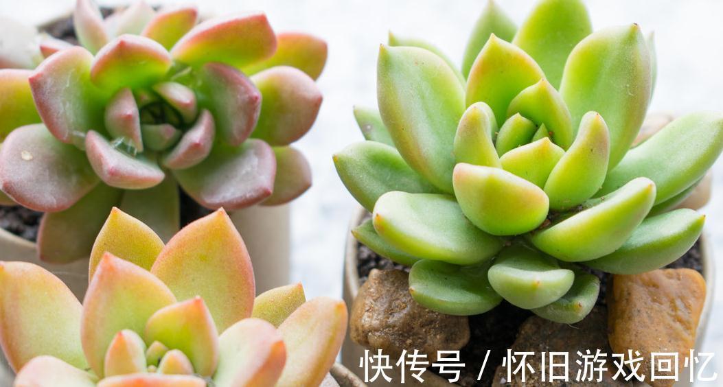 喷壶|多肉植物浇水方式,喷雾,喷水,尖嘴壶,浸盆,你用哪一种