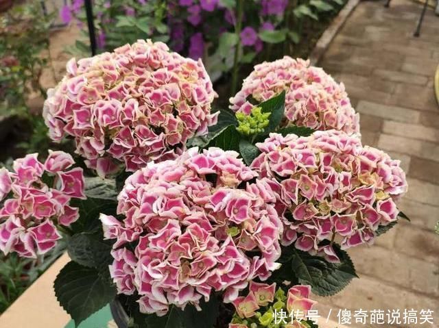 肥料|家中养花,常备“2种肥”,养啥花都行,枝叶繁茂,花满盆