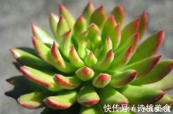 果冻|那些自带果冻色的多肉,它们可从来不让你失望!