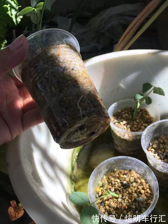 君子兰|3种“碎渣渣”,是养花的好材料,掺土里花儿蹭蹭长,开爆盆!