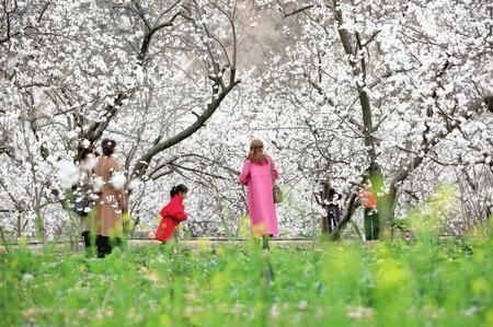 陇南武都：樱桃花开游客来