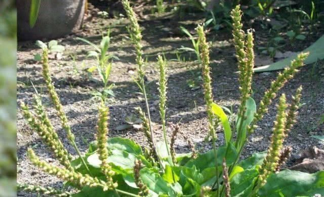 脱氧野尻霉素|高血糖“最怕”这几种食物,坚持每天吃,慢慢逼走糖尿病
