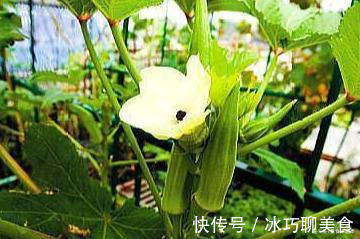 蔬菜|夏天这菜要多吃,人称“蔬菜之王”,阳台都能种,这样做最美味