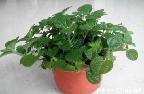 吸毒草|农村常见的一种植物，漂亮又好养，家里养2盆，有毒气体一扫光！