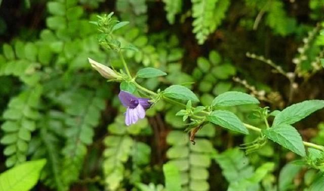 这路边野草“毛麝香”,若你家路旁有,别轻易除掉