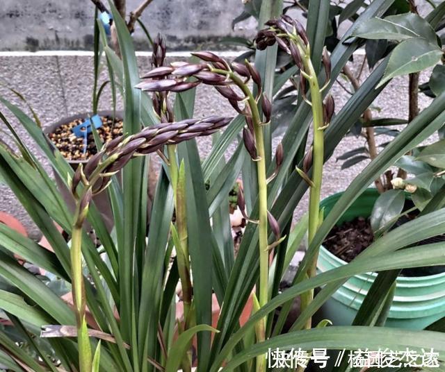 养兰花“2懒1勤”别守规矩，新芽冒不停，花箭半米高