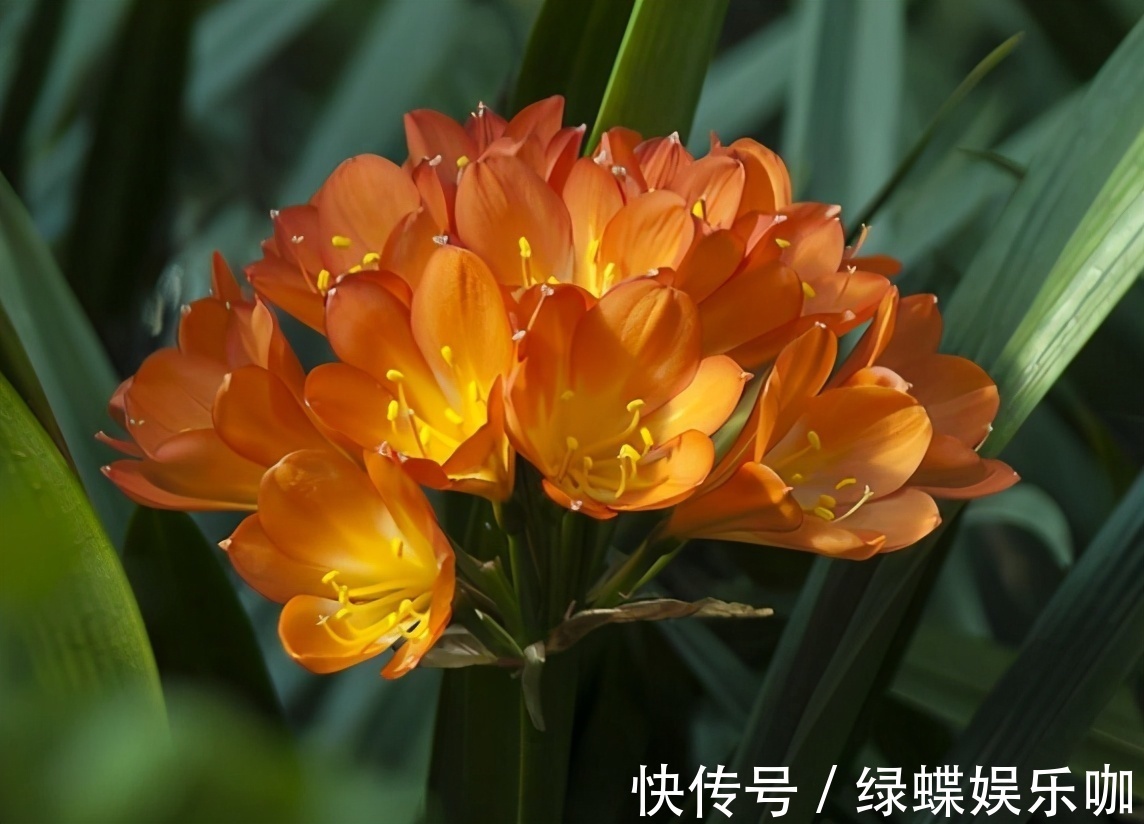 养君子兰的“小诀窍”,通过观察叶子,就能找出它的病因