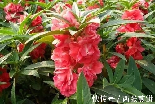 栽种|俗称“指甲花”，能染指甲能防蛇，却是“蛇蝎美人”，栽种要小心