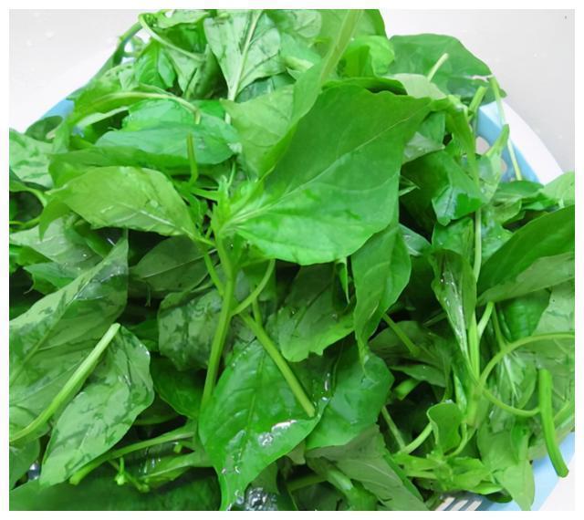 红薯叶|含钙量比牛奶还高的六种蔬菜！经常被你扔掉，营养丰富吃了还补钙