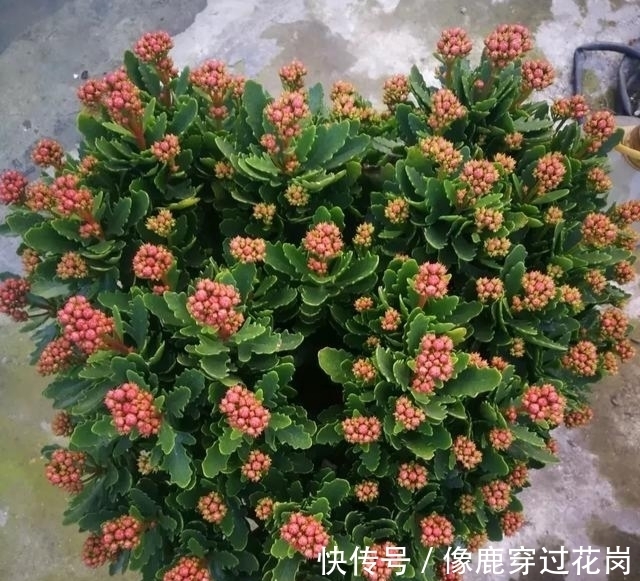 侧枝|养长寿花十年,总结6点经验,一盆快速变多盆,长期开花不断