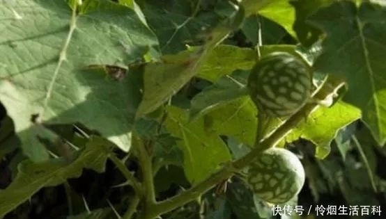 种野果子|农村一种常见野果,像个小西瓜,不过是一种药材一斤20块