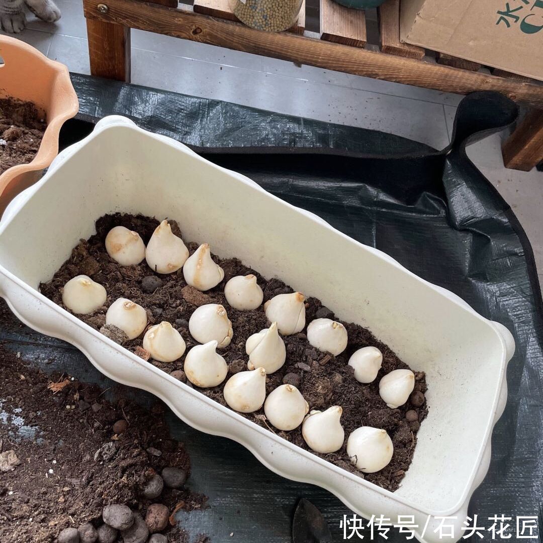郁金香栽种了3个月，已经满盆长“花苞”，开花漂亮