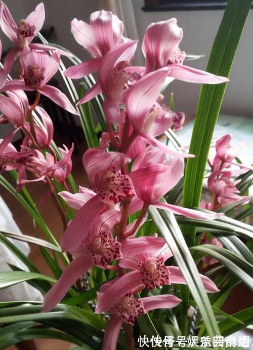兰博会|获得4次金奖的兰花,开花后美艳动人,气味芳香,新老兰友都能养