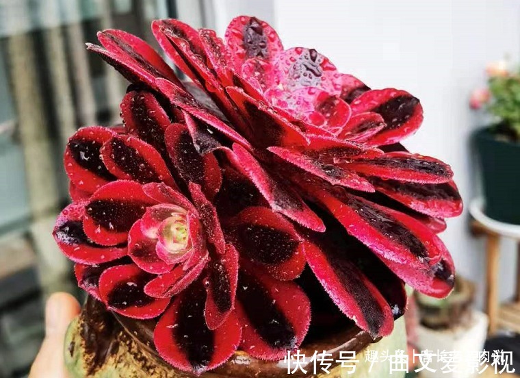 法师|多肉法师的叶片下翻?先判断是否休眠,再检查有没有其它的问题