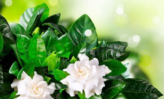 茉莉花|6种北方不适合养的花卉，技术不到位容易死，非高手就不要考虑了