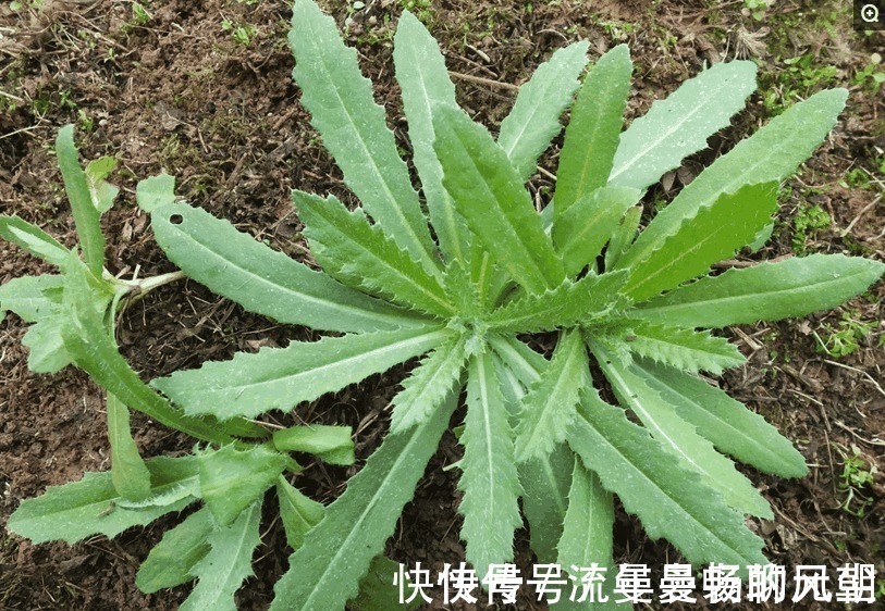 瘀滞者|提个醒路边见到这种野菜,记得拔回家,能治疗肝炎,早知早好
