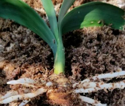 君子兰烂根,两招帮你救活,15天发根生机勃勃