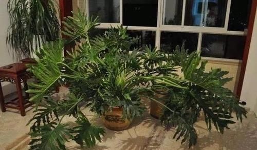 有3种“花”最怕阳光，越阴反而生长越旺，客厅养1盆还能吸甲醛！