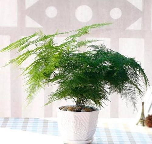  植物|卧室摆放哪些植物最好？