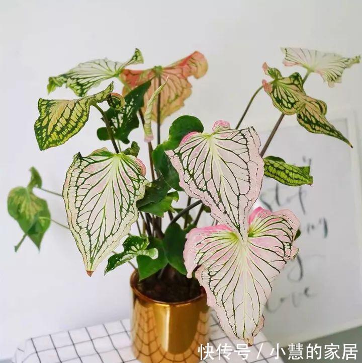 复合肥|公认的“12种耐阴花”,有点散光就能长,花叶俱美有格调