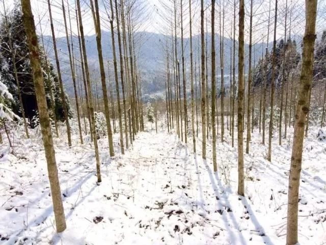  大雪：想念一场大雪纷飞 谱写一首冬日恋歌|话说二十四节气 | 大雪纷飞