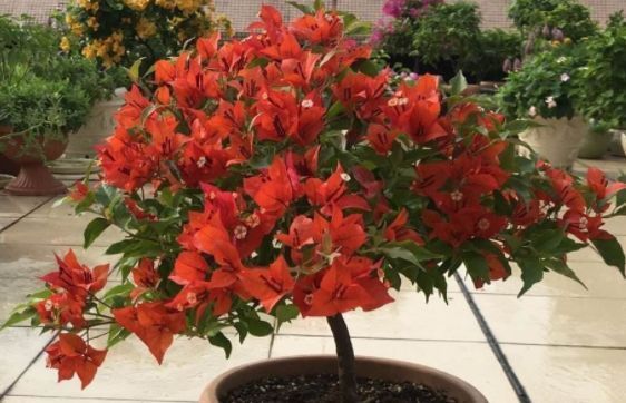 新手养花，不如养盆花中精品“热火桑巴”，娇艳欲滴，清新喜悦