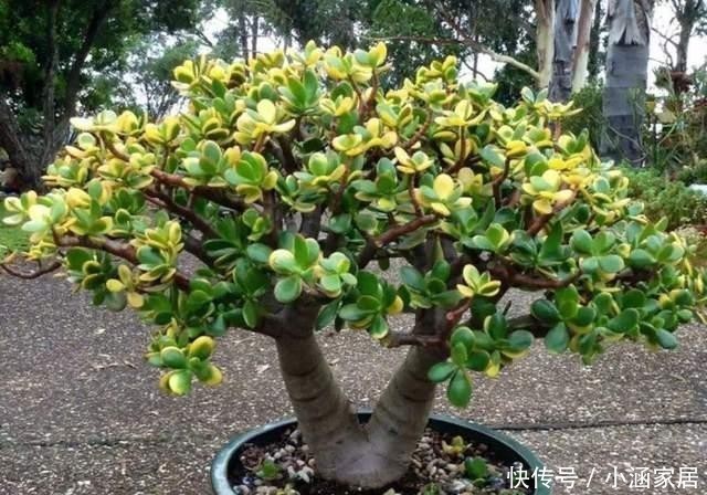 养出|养金枝玉叶必须会修剪,掌握具体修剪方法,养出高价值盆景