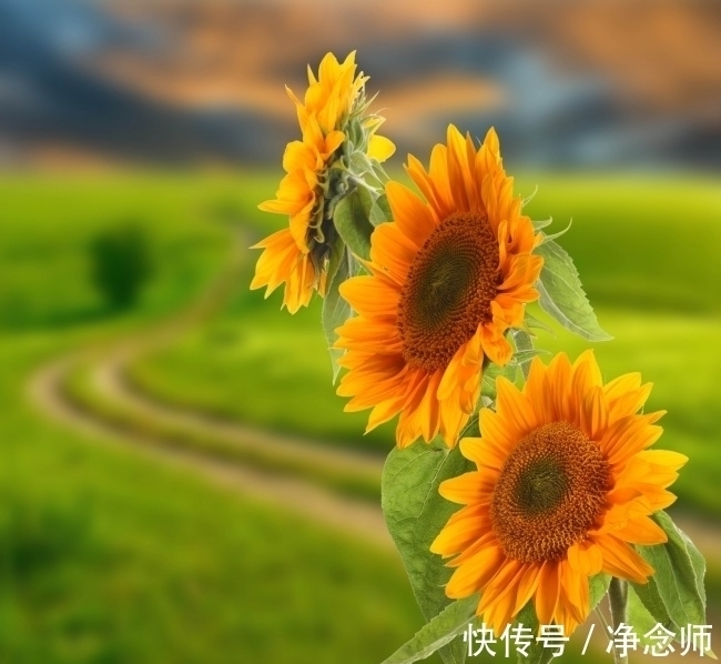 雏菊|养花,清新雅致,调整你的态度,对你的来生保持感激和期待