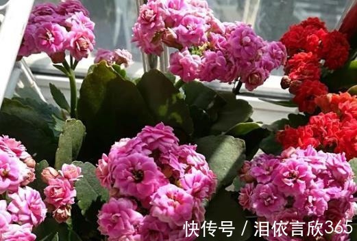 长寿|爷爷养长寿花，20天喂1勺“它”，花苞冒出来，开花200朵！